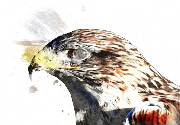 Falcon Aterrizaje Swoop Mano Dibujar Pintar Color Ilustración Fondo Halcón —  Fotos de Stock