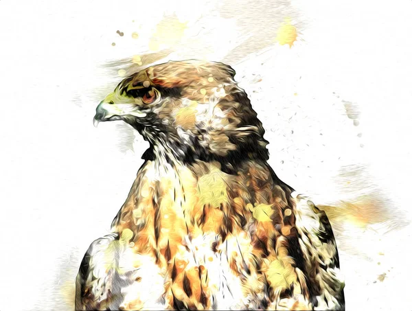 Falcon Atterrissage Swoop Main Dessiner Peindre Couleur Sur Illustration Fond — Photo