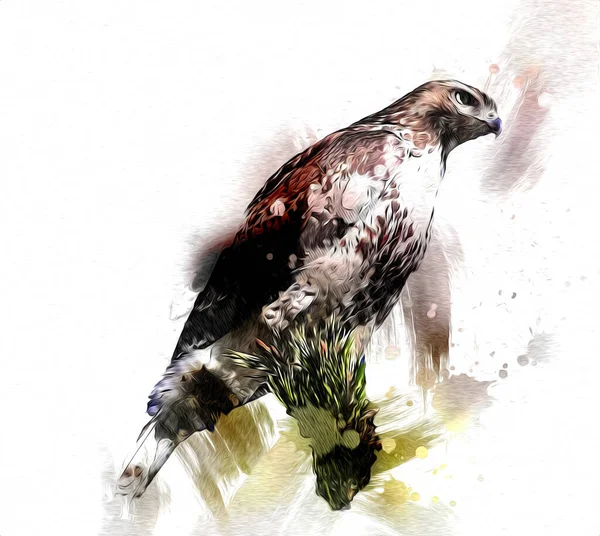 Falcon Atterrissage Swoop Main Dessiner Peindre Couleur Sur Illustration Fond — Photo