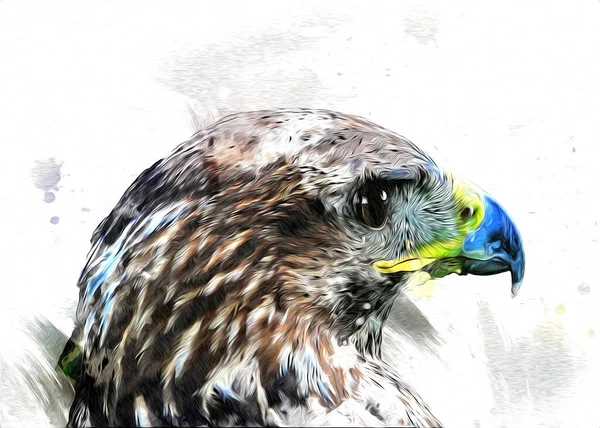 Falcon Aterrizaje Swoop Mano Dibujar Pintar Color Ilustración Fondo Halcón —  Fotos de Stock