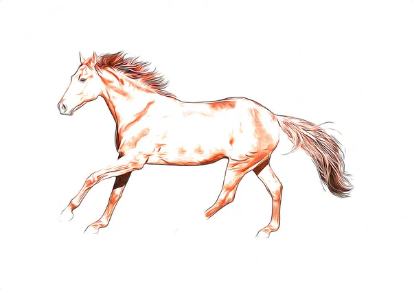Desenho de cavalo mangalarga pintado e colorido por Giulia o dia 02 de  Junho do 2012
