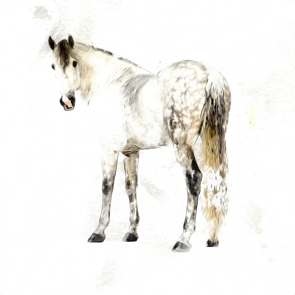 Colorido Caballo Arte Ilustración Grunge Pintura —  Fotos de Stock