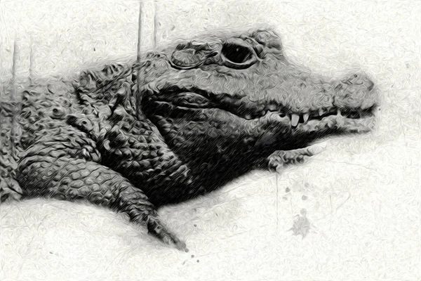 Desenho Crocodilo Esboço Manual Réptil Ilustração Arte — Fotografia de Stock