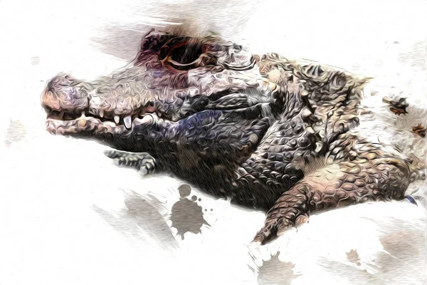 Krokodil Rajza Hüllő Kézrajza Művészeti Illusztráció — Stock Fotó