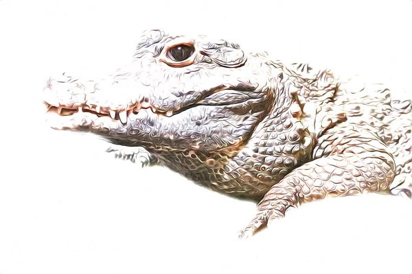 Desenho Crocodilo Esboço Manual Réptil Ilustração Arte — Fotografia de Stock