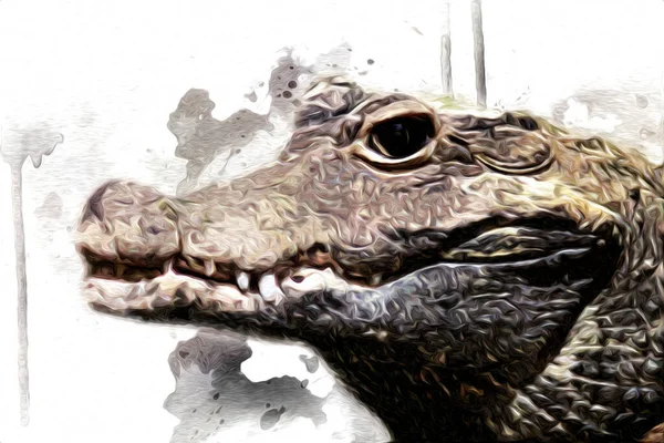 Desenho Crocodilo Esboço Manual Réptil Ilustração Arte — Fotografia de Stock