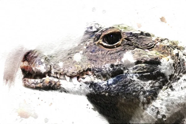 Рисунок Крокодила Эскиз Рептилии Художественная Иллюстрация — стоковое фото