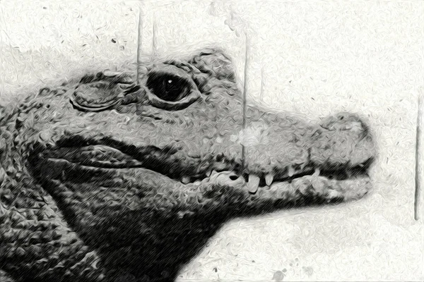 Desenho Crocodilo Esboço Manual Réptil Ilustração Arte — Fotografia de Stock