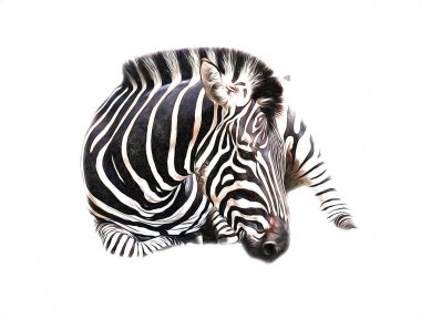 Zebra 'nın çizimi, Afrika memelilerinin çizimi.