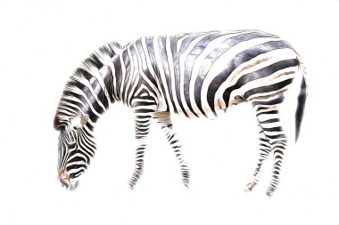 Zebra 'nın çizimi, Afrika memelilerinin çizimi.
