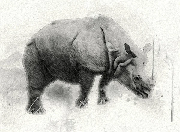 Африканская Саванна Животных Носорогов Мультяшном Стиле Образовательная Зоологическая Иллюстрация — стоковое фото