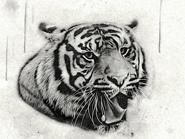 Tigre Art Illustration Couleur Vintage Grunge Rétro — Photo