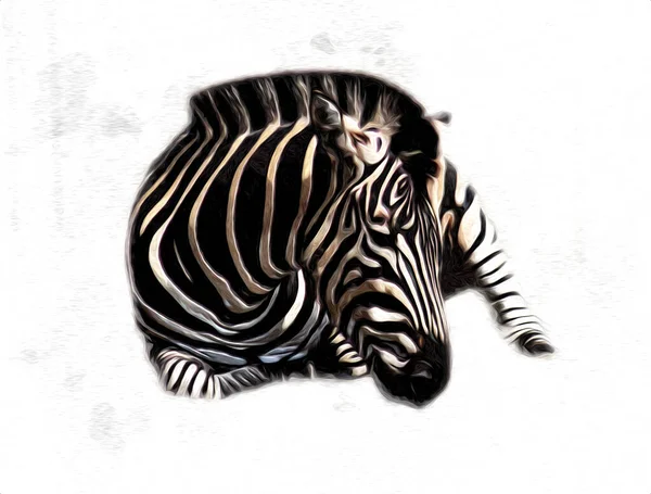 Ritning Zebra Skiss Afrikanska Däggdjur Illustration — Stockfoto