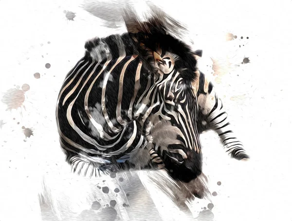 Ritning Zebra Skiss Afrikanska Däggdjur Illustration — Stockfoto