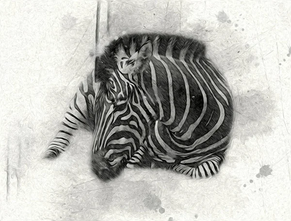 Drawing Zebra Sketch African Mammal Illustration — Stock Photo, Image