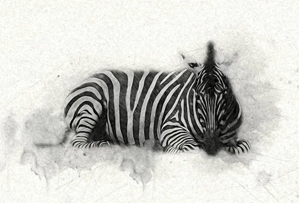 Ritning Zebra Skiss Afrikanska Däggdjur Illustration — Stockfoto