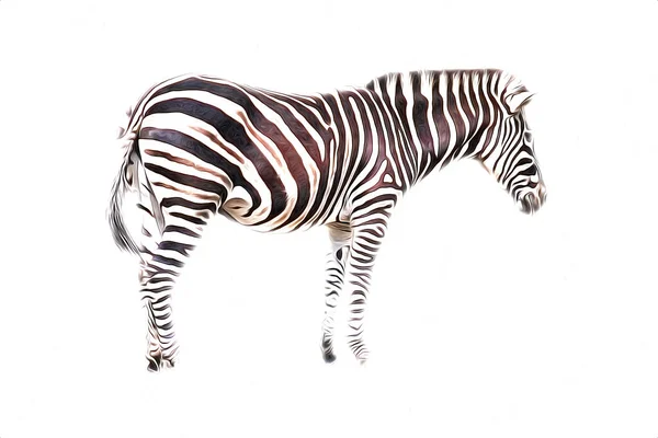 Drawing Zebra Sketch African Mammal Illustration — Stock Photo, Image