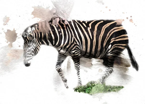 Drawing Zebra Sketch African Mammal Illustration — Stock Photo, Image