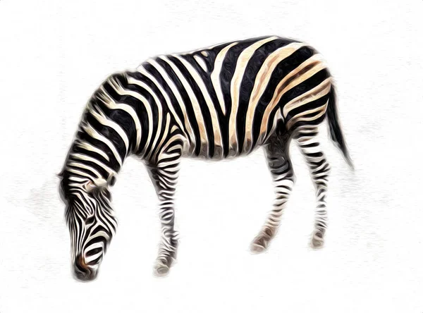 Desenho Zebra Esboço Ilustração Mamíferos Africanos — Fotografia de Stock