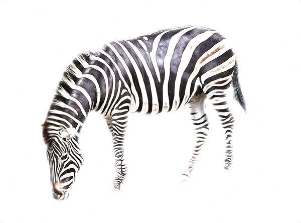 Ritning Zebra Skiss Afrikanska Däggdjur Illustration — Stockfoto