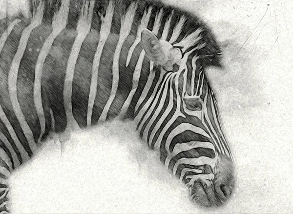 Desenho Zebra Esboço Ilustração Mamíferos Africanos — Fotografia de Stock