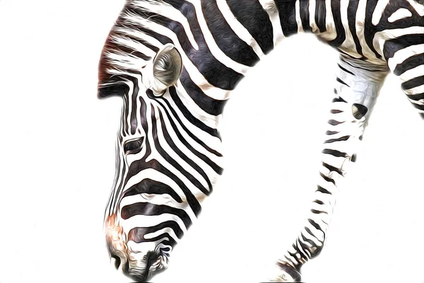 Disegno Zebra Schizzo Illustrazione Dei Mammiferi Africani — Foto Stock