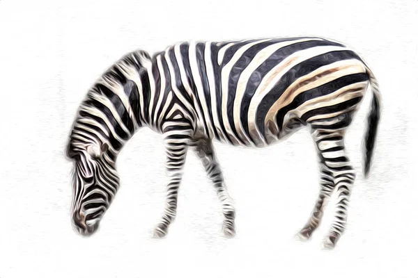 Drawing Zebra Sketch African Mammal Illustration — Stock Photo, Image