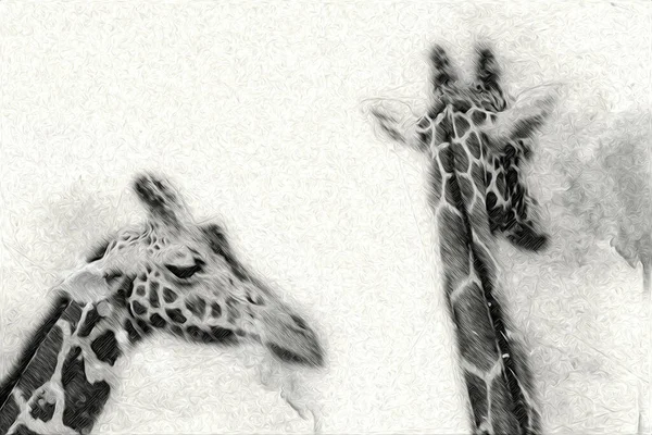 Drawing art drawing illustration of giraffe