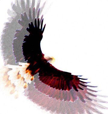 Kel kartal el çizimi ve beyaz arkaplan çizimi üzerine çullanır