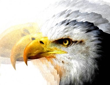 Kel kartal el çizimi ve beyaz arkaplan çizimi üzerine çullanır