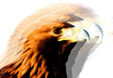 Kel kartal el çizimi ve beyaz arkaplan çizimi üzerine çullanır
