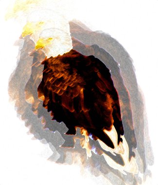 Kel kartal el çizimi ve beyaz arkaplan çizimi üzerine çullanır