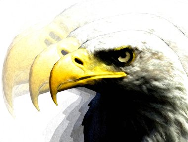 Kel kartal el çizimi ve beyaz arkaplan çizimi üzerine çullanır