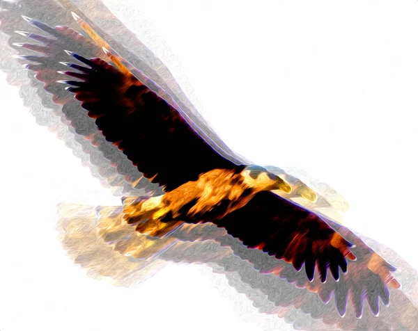 Bald Eagle Swoop Landing Hand Draw Paint White Background Illustration — Stock Photo, Image