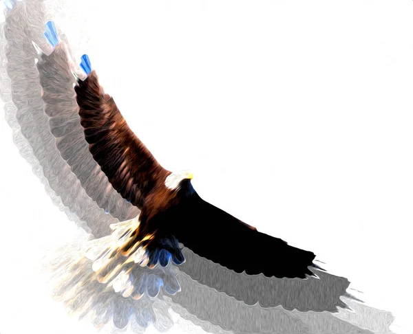 Bald Eagle Swoop Landing Hand Draw Paint White Background Illustration — Stock Photo, Image