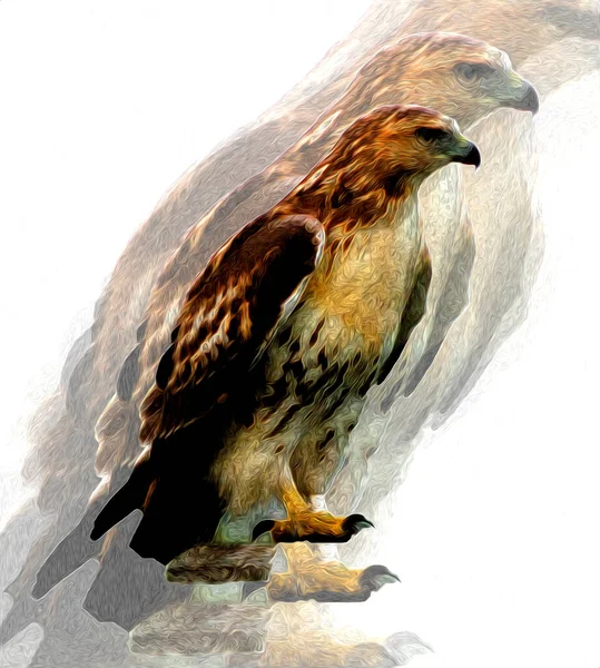 Falcon Atterrissage Swoop Main Dessiner Peindre Couleur Sur Illustration Fond — Photo