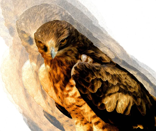 Falcon Atterrissage Swoop Main Dessiner Peindre Couleur Sur Illustration Fond — Photo