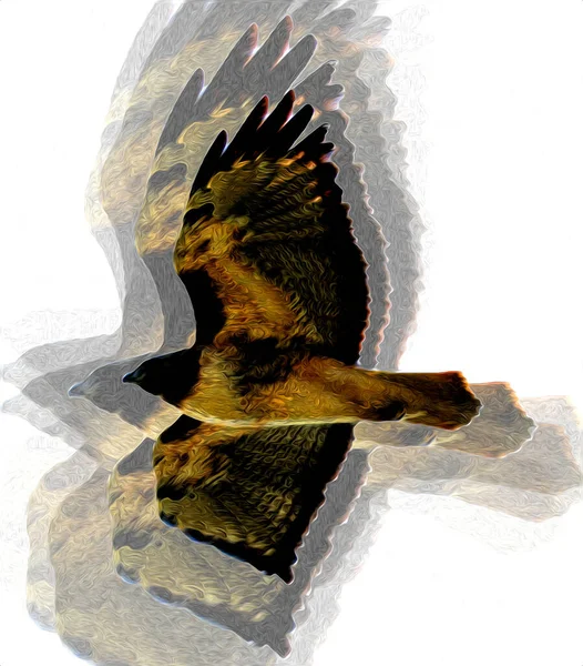 Falcon Προσγείωση Swoop Χέρι Κλήρωση Και Χρώμα Χρώμα Στο Παρασκήνιο — Φωτογραφία Αρχείου