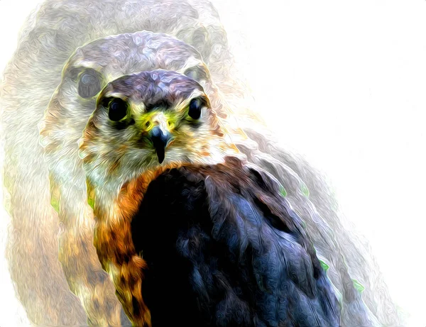 Falcon Atterrissage Swoop Main Dessiner Peindre Couleur Sur Illustration Fond — Photo