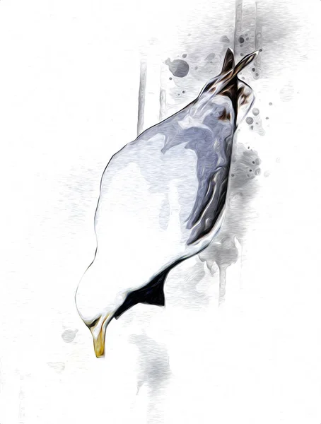 大西洋の白い海鳥が空を飛ぶ ビーチ シーグル カモメの漫画のイラスト — ストック写真