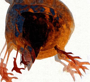 Serçe kuşu klasik illüstrasyon sanatı eskiz çiziyor antika eski