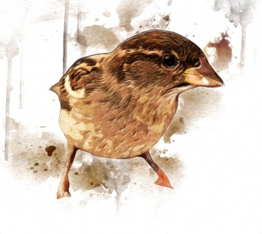 Serçe kuşu klasik illüstrasyon sanatı eskiz çiziyor antika eski