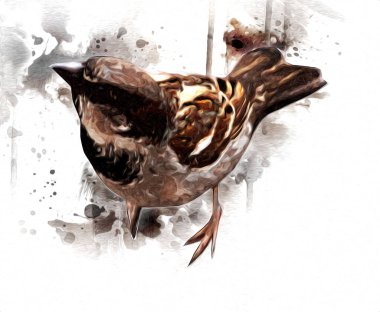 Serçe kuşu klasik illüstrasyon sanatı eskiz çiziyor antika eski