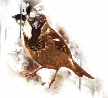 Serçe kuşu klasik illüstrasyon sanatı eskiz çiziyor antika eski