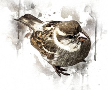 Serçe kuşu klasik illüstrasyon sanatı eskiz çiziyor antika eski