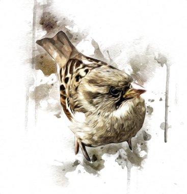 Serçe kuşu klasik illüstrasyon sanatı eskiz çiziyor antika eski