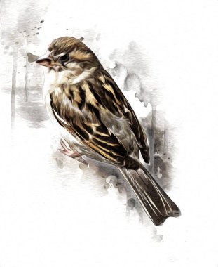 Serçe kuşu klasik illüstrasyon sanatı eskiz çiziyor antika eski