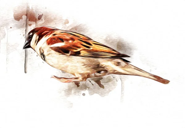 Винтажные Иллюстрации Воробьи Птицы Рисунок Антикварный Ретро — стоковое фото