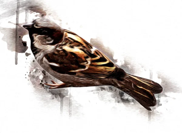Sparrow Pássaro Ilustração Vintage Arte Desenho Esboço Antigo Retro Velho — Fotografia de Stock