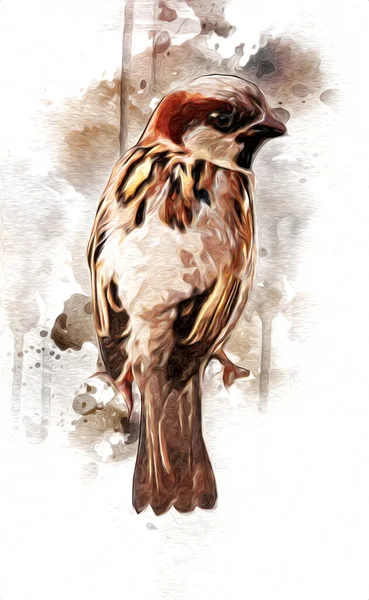 Vrabec Pták Vintage Ilustrace Umění Kreslení Náčrtek Starožitný Retro Starý — Stock fotografie